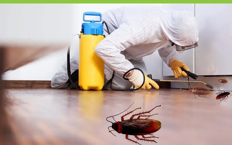 Castle Hill's Trusted Cockroach Extermination Experts